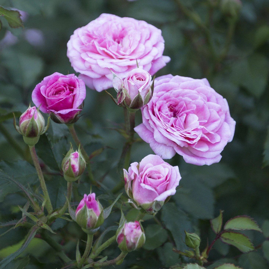 Rose, Sweet Drift - Garden Centre - Nursery