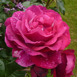 Rose, Wild Blue Yonder - Garden Centre - Nursery