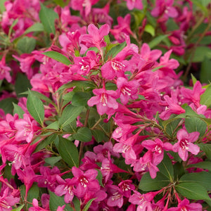 Sonic Bloom Pink Weigela - Garden Centre - Nursery