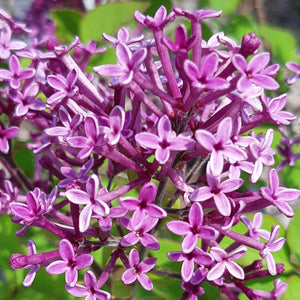 Standard Korean Lilac - Garden Centre - Nursery