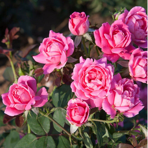 Standard Pink Double Knock Out Rose - Garden Centre - Nursery