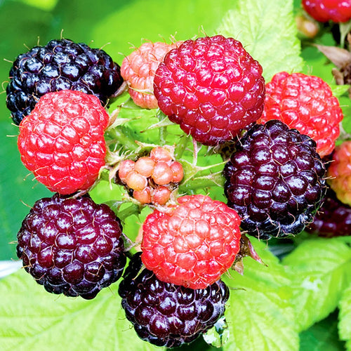 Jewel Black Raspberry - Garden Centre - Nursery