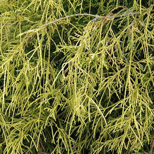 Load image into Gallery viewer, Sungold Threadleaf Cypress - Garden Centre - Nursery