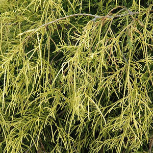 Sungold Threadleaf Cypress - Garden Centre - Nursery