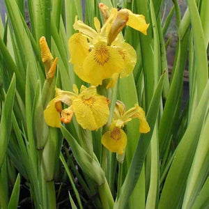 Iris, Variegated - Garden Centre - Nursery