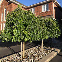 Load image into Gallery viewer, Standard Weeping Mulberry (Fruiting) - Garden Centre - Nursery