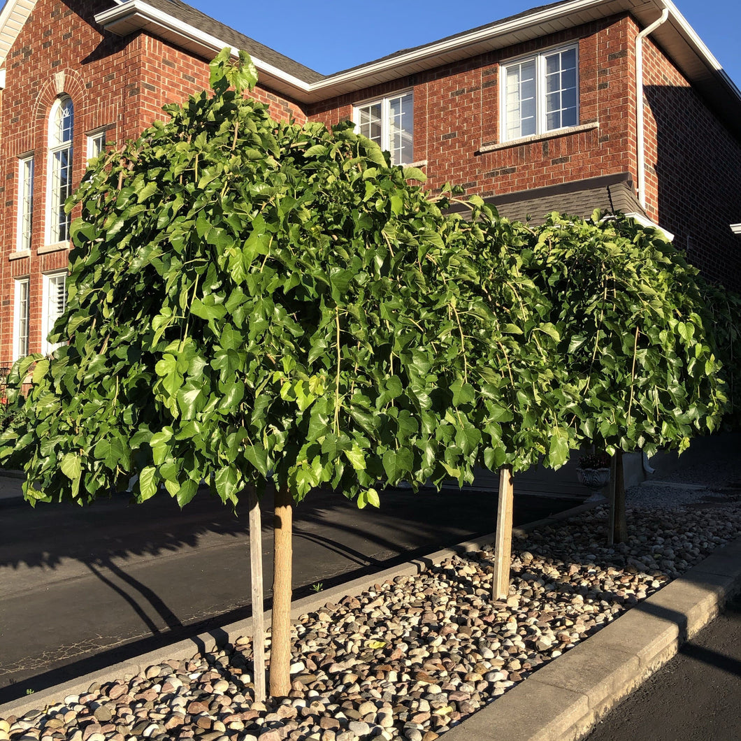 Standard Weeping Mulberry (Fruitless) - Garden Centre - Nursery