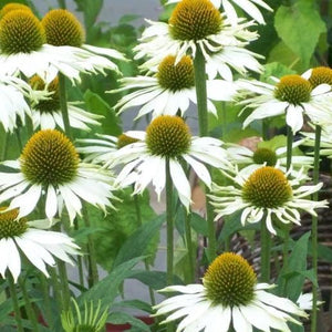 Coneflower, White Swan - Garden Centre - Nursery