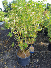 Load image into Gallery viewer, Buds Yellow Dogwood - Garden Centre - Nursery