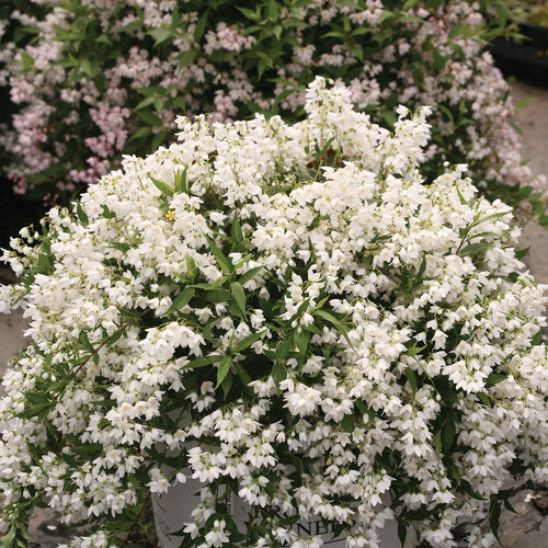 Yuki Snowflake Deutzia - Garden Centre - Nursery